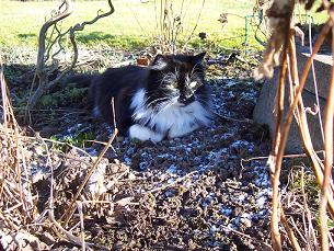 katt